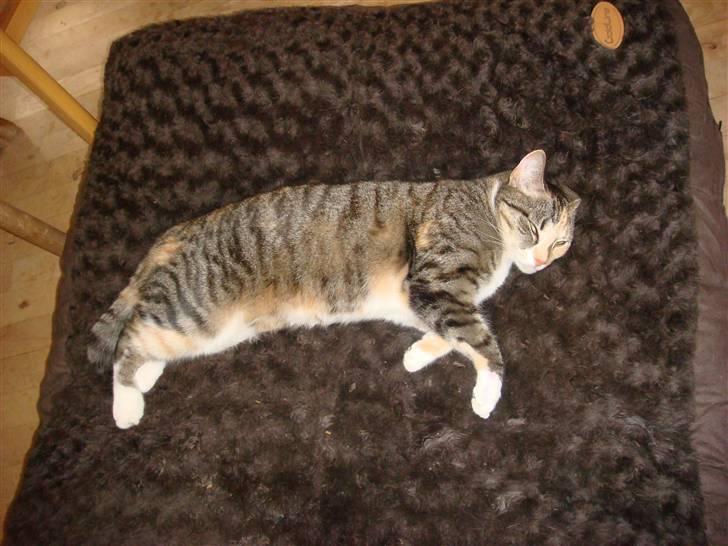 Huskat Feline billede 4