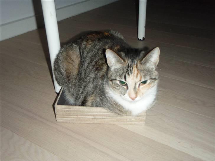 Huskat Feline - Feline elsker papkasser! Også selvom de er ALT for små til hende :o) he he :o) billede 5