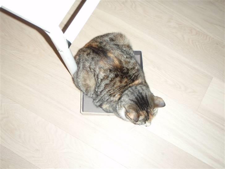 Huskat Feline - Feline i en ALT for lille papkasse, set fra oven :o) billede 6