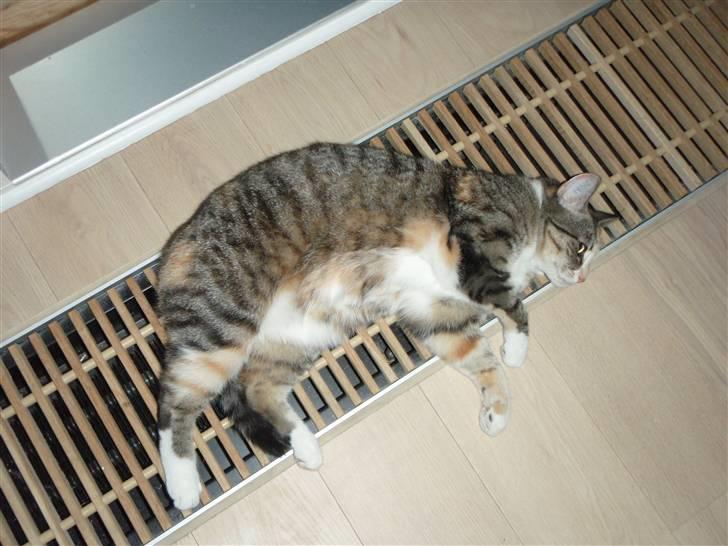 Huskat Feline - Feline tager en lur på en varmerist :o) billede 7