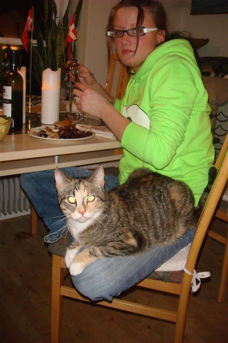 Huskat Feline - Det er med at holde sig til, når der er mad :o) Her sidder hun på min datters lår. Sanni har oprettet sin egen kat herinde Tiesto :o) billede 8