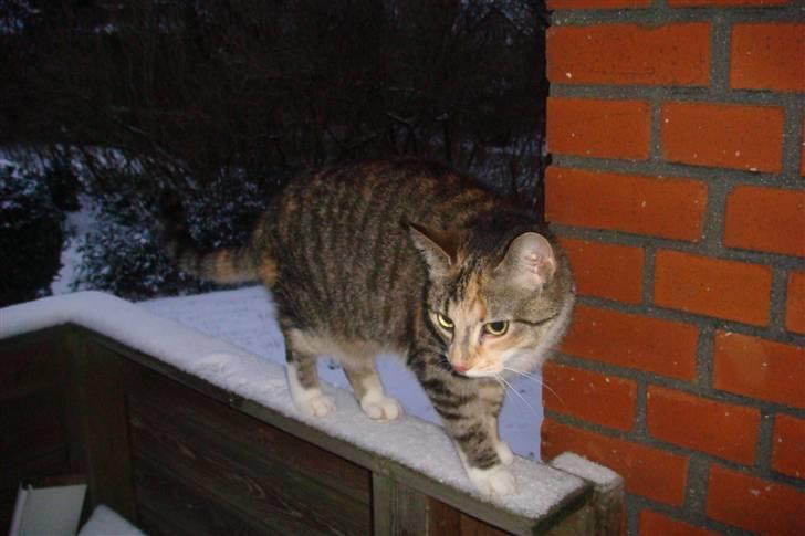 Huskat Feline - En af de første gange Feline er ude i sne :o) billede 9