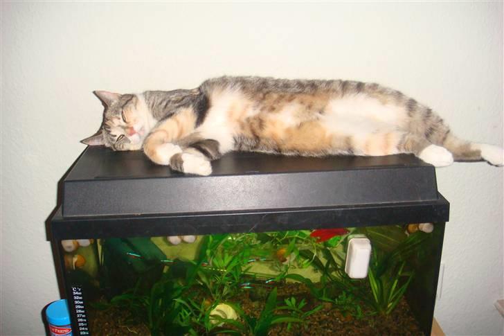Huskat Feline - En lur på akvariet :o)  billede 10