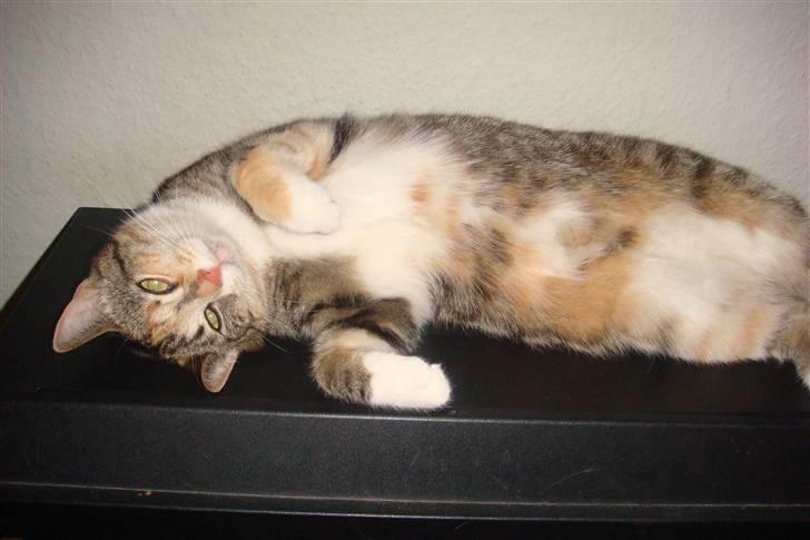 Huskat Feline billede 11