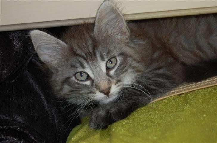 Norsk Skovkat Øxenholdts Bagera - SOLGT billede 11