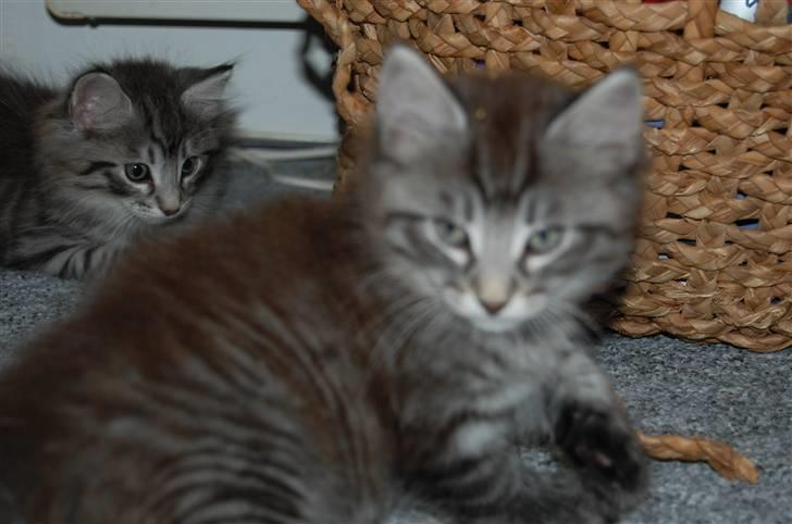 Norsk Skovkat Øxenholdts Bagera - SOLGT billede 13