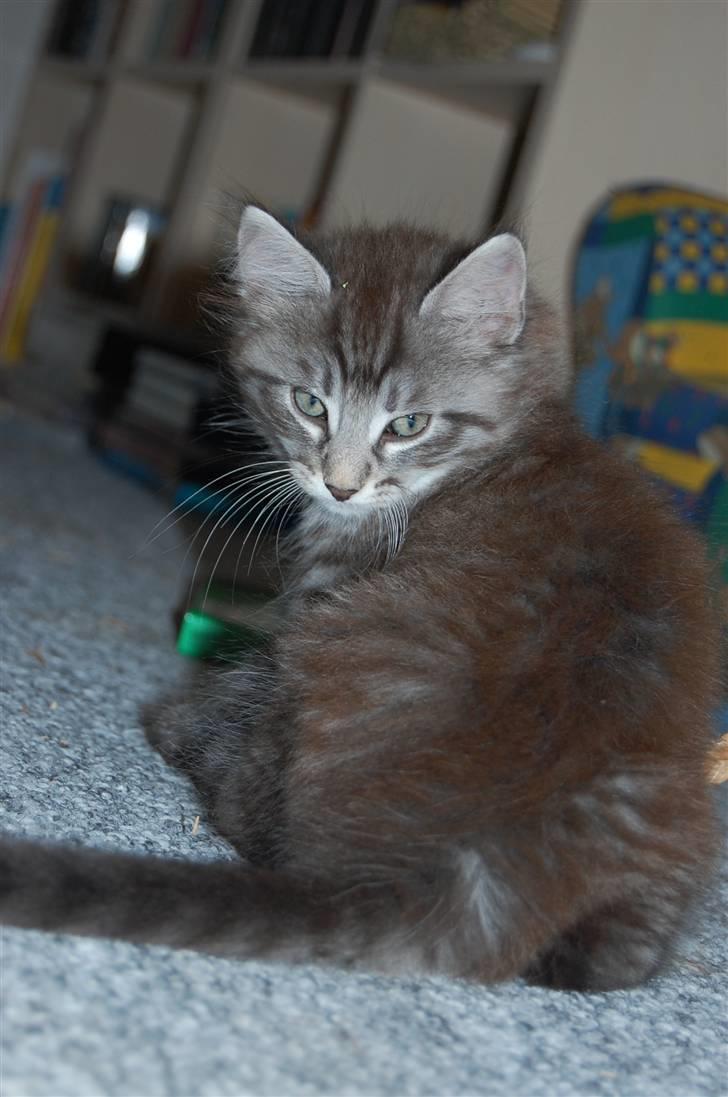 Norsk Skovkat Øxenholdts Bagera - SOLGT billede 14