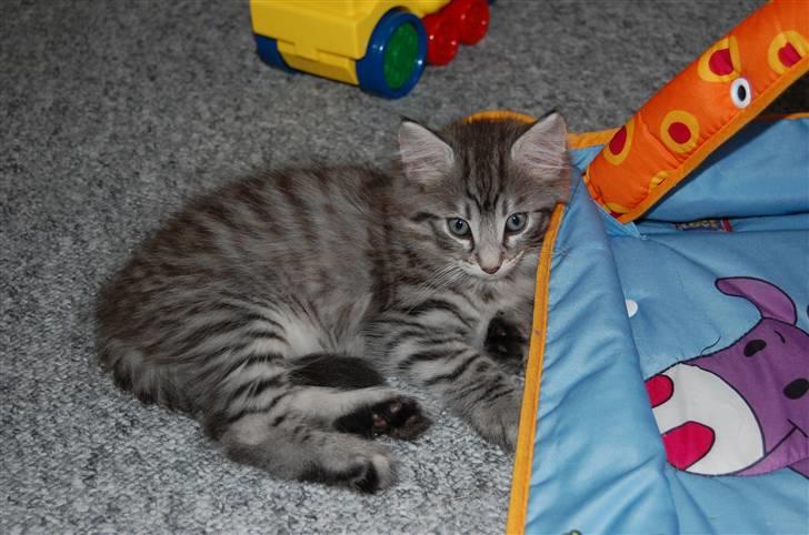 Norsk Skovkat Øxenholdts Baloo - solgt billede 6