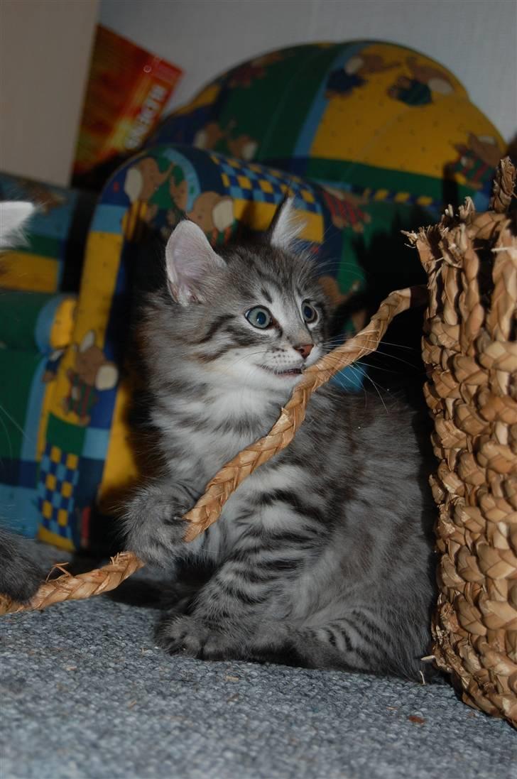 Norsk Skovkat Øxenholdts Baloo - solgt billede 7