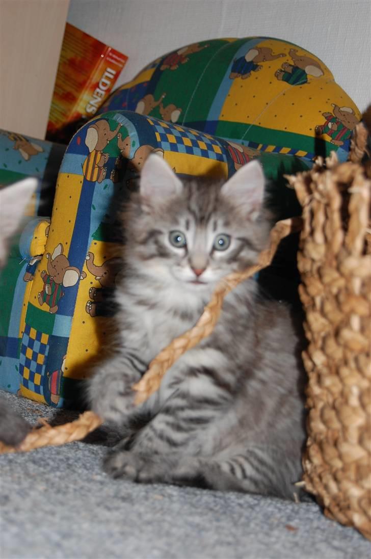 Norsk Skovkat Øxenholdts Baloo - solgt billede 8