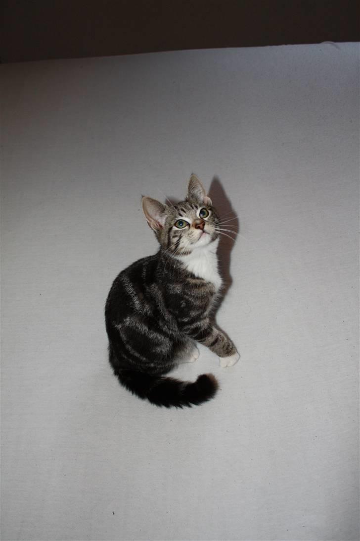Huskat Felix † billede 15