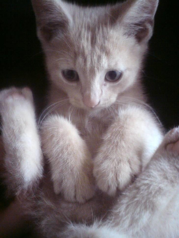 Huskat pussy(pusling) r.i.p.12/7 billede 1