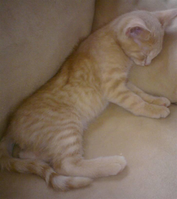 Huskat pussy(pusling) r.i.p.12/7 billede 2