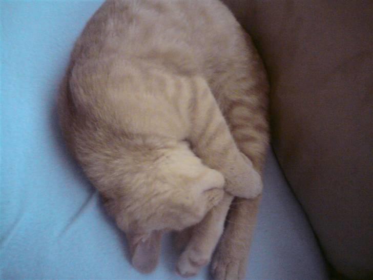 Huskat pussy(pusling) r.i.p.12/7 billede 3