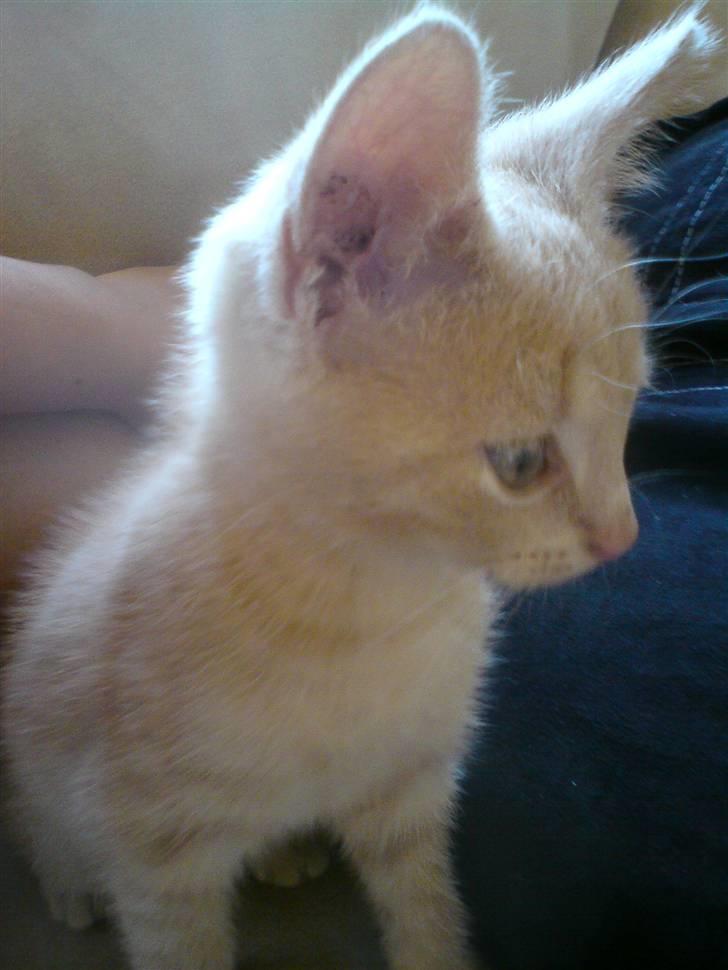 Huskat pussy(pusling) r.i.p.12/7 billede 4