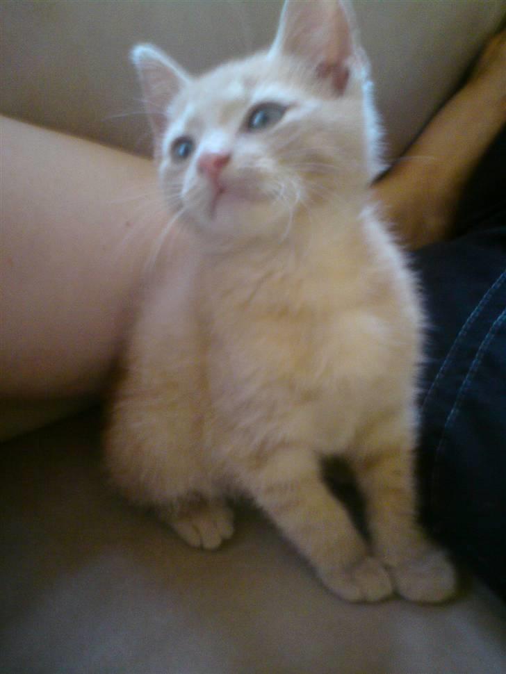 Huskat pussy(pusling) r.i.p.12/7 billede 5