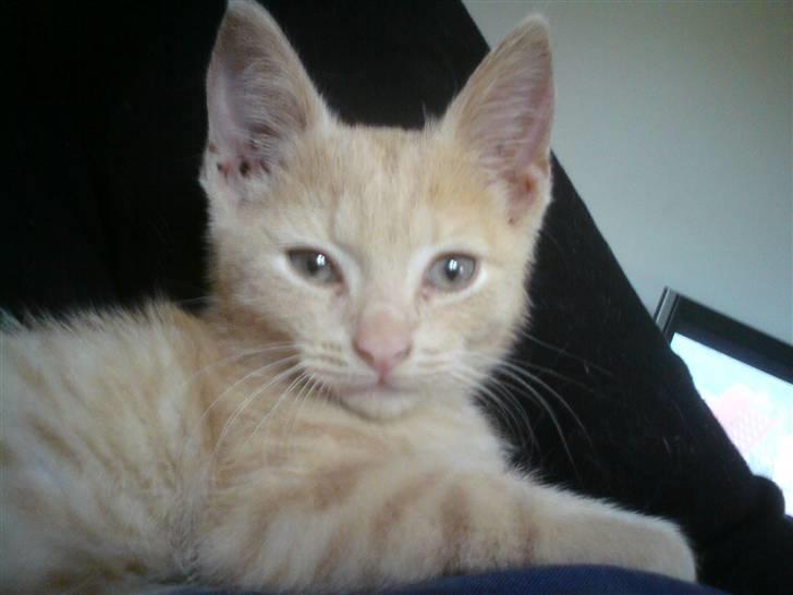 Huskat pussy(pusling) r.i.p.12/7 billede 6