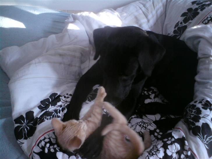 Huskat pussy(pusling) r.i.p.12/7 - joey og pussy morgenhygger billede 7