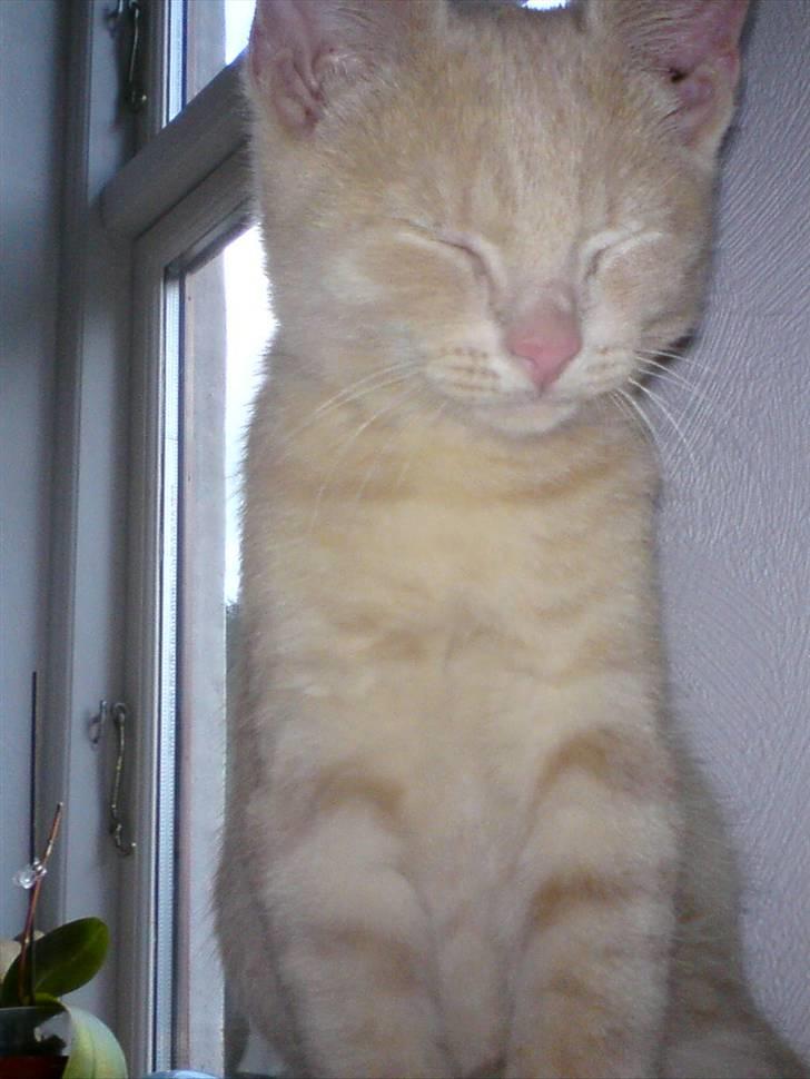 Huskat pussy(pusling) r.i.p.12/7 billede 8