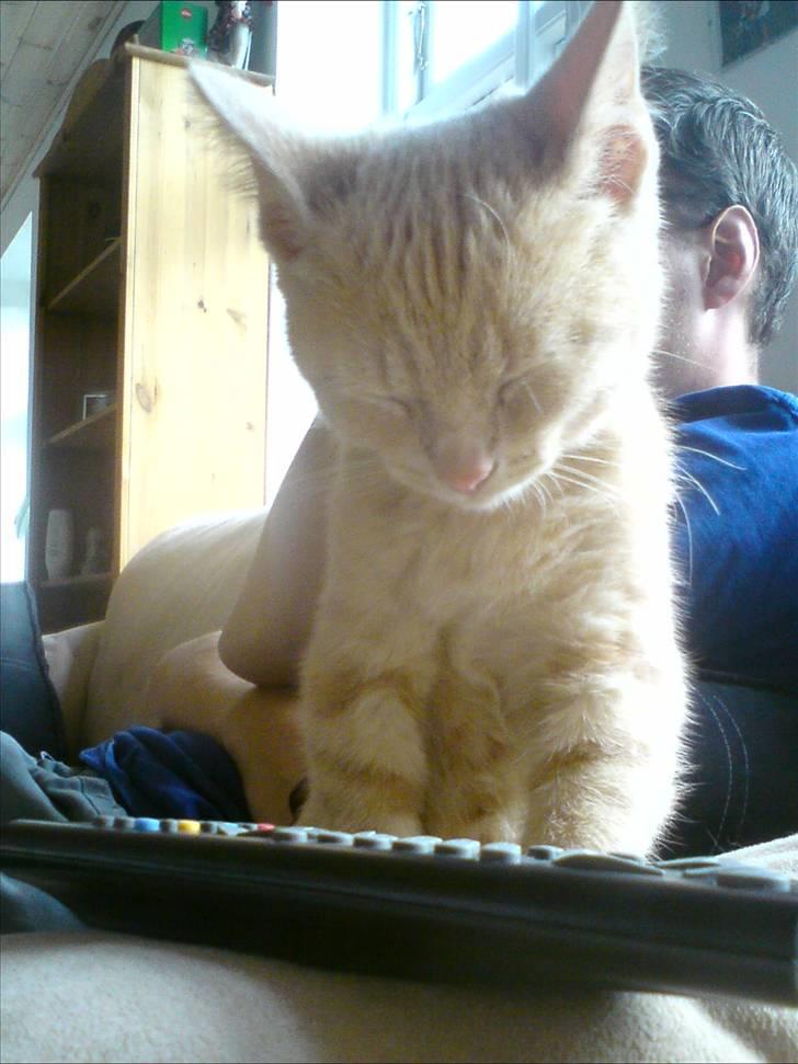 Huskat pussy(pusling) r.i.p.12/7 billede 9