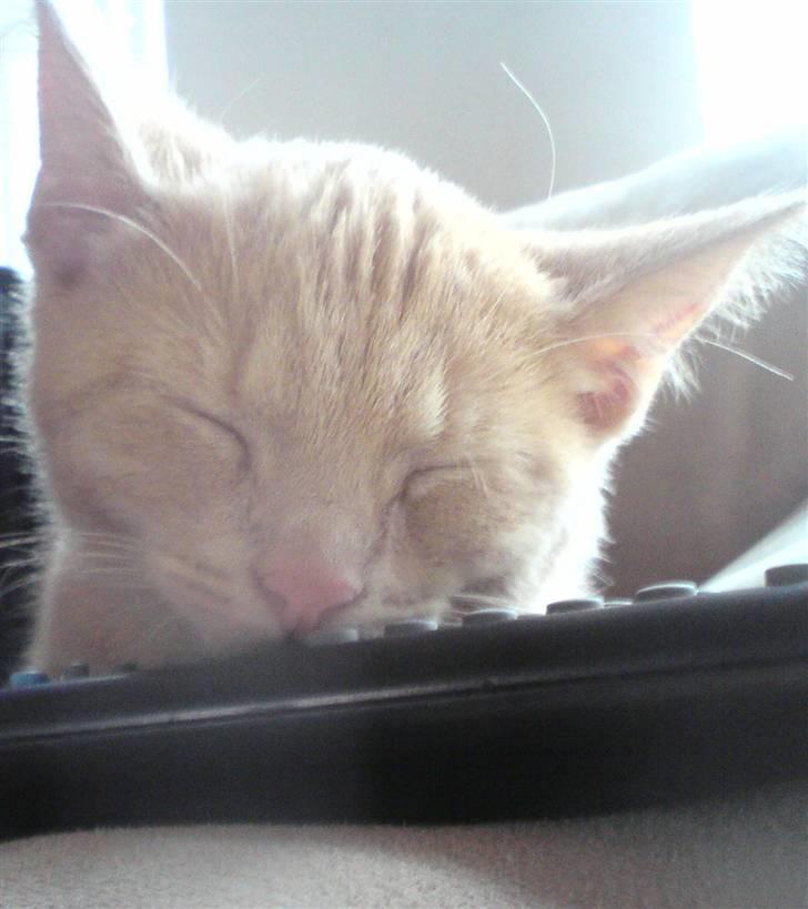 Huskat pussy(pusling) r.i.p.12/7 - fjernbetjeningen er en goo hovedpude:D billede 10