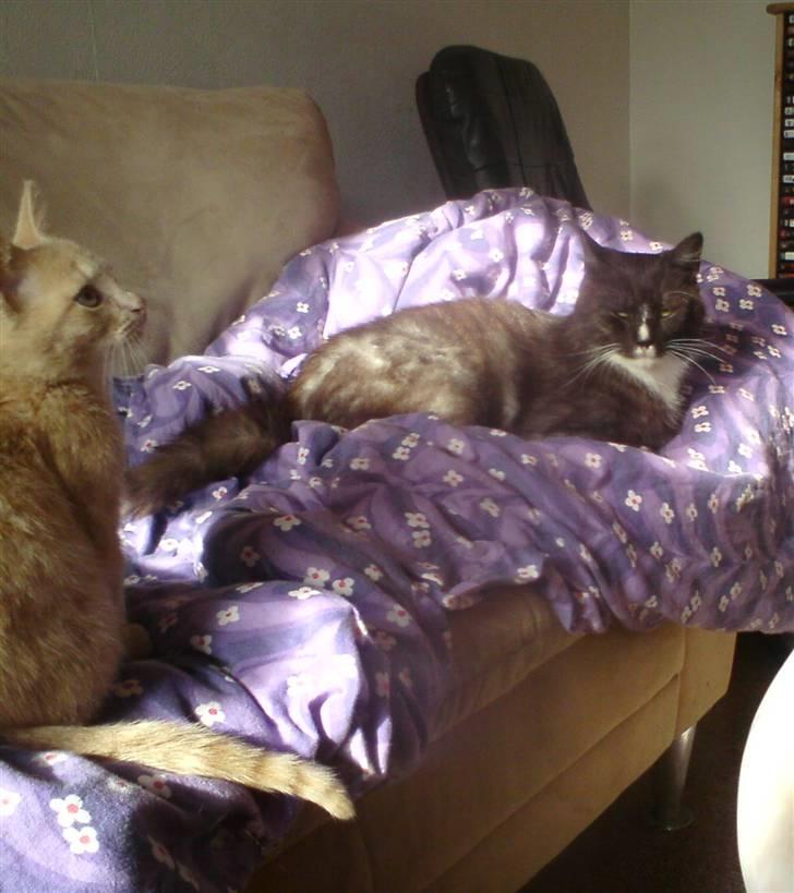 Huskat pussy(pusling) r.i.p.12/7 - pussy og storebror pyrus billede 11