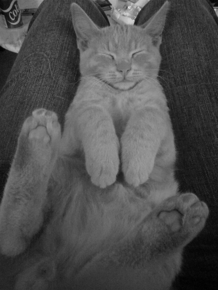 Huskat pussy(pusling) r.i.p.12/7 billede 12