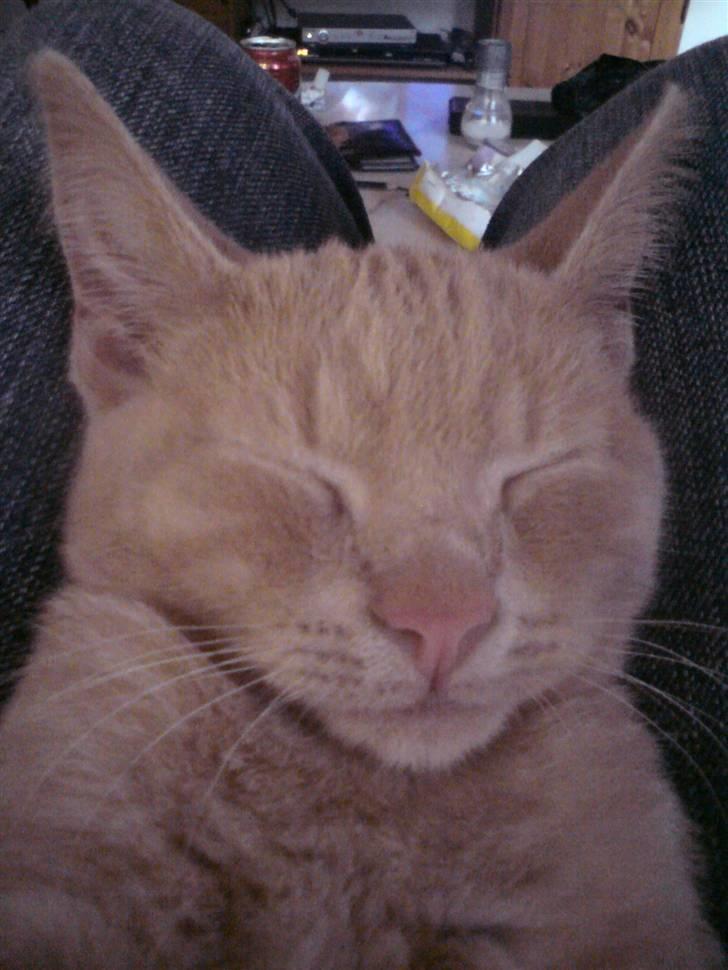 Huskat pussy(pusling) r.i.p.12/7 billede 13