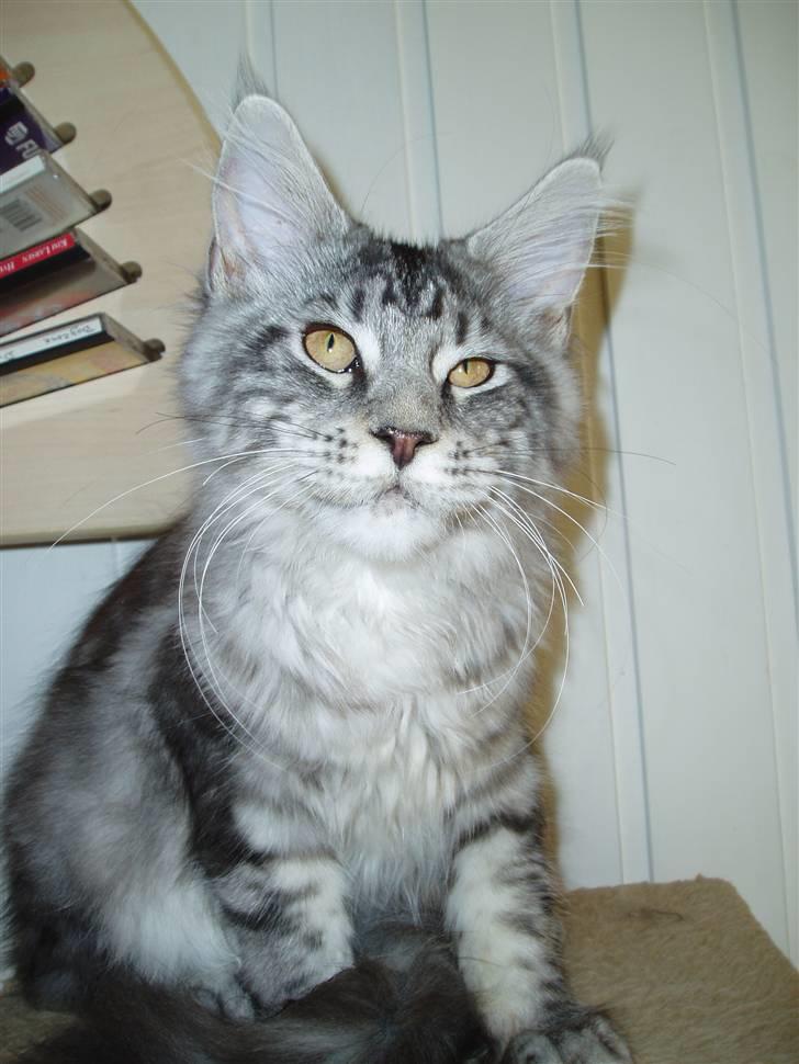 Maine Coon Jeremijah billede 1