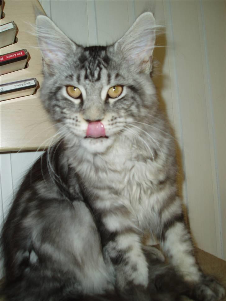 Maine Coon Jeremijah billede 2