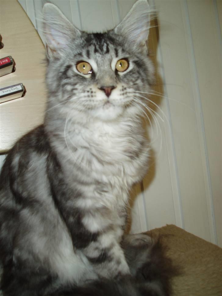 Maine Coon Jeremijah billede 3