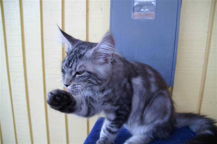 Maine Coon Jeremijah billede 4