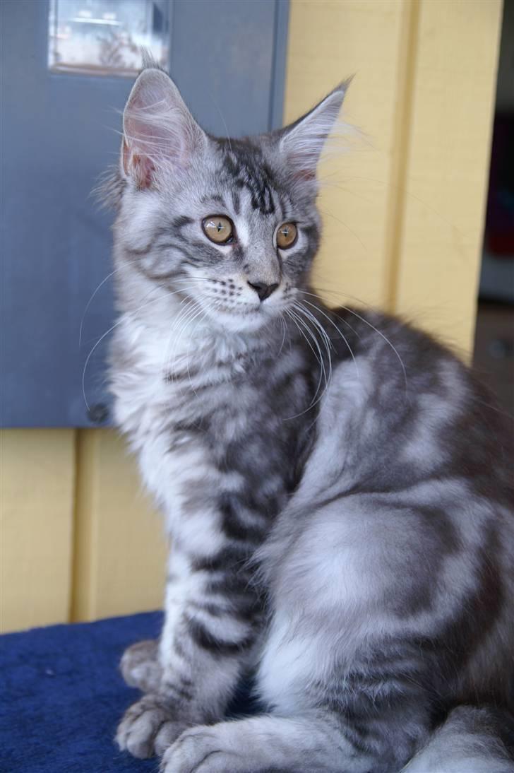 Maine Coon Jeremijah billede 5