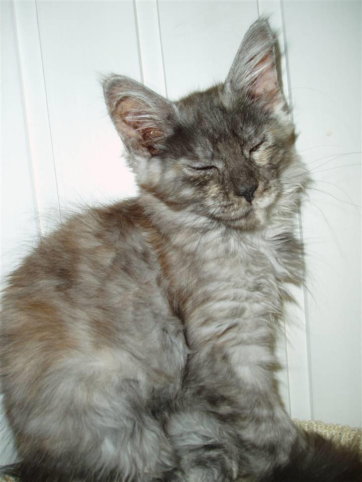 Maine Coon Billie Jean billede 4