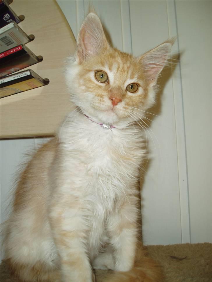 Maine Coon Cherie billede 1