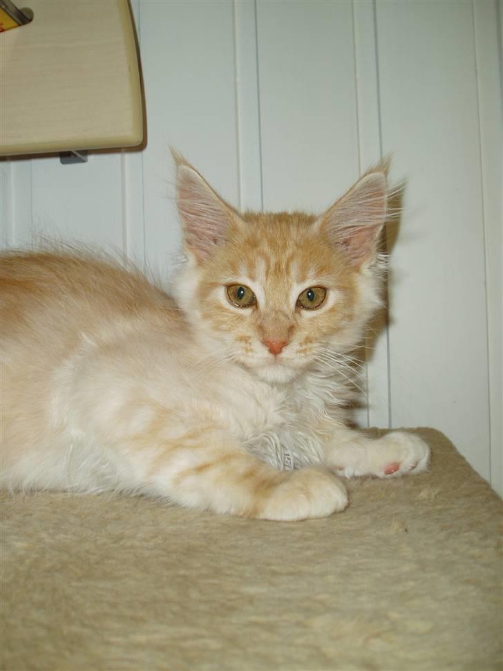 Maine Coon Cherie billede 2