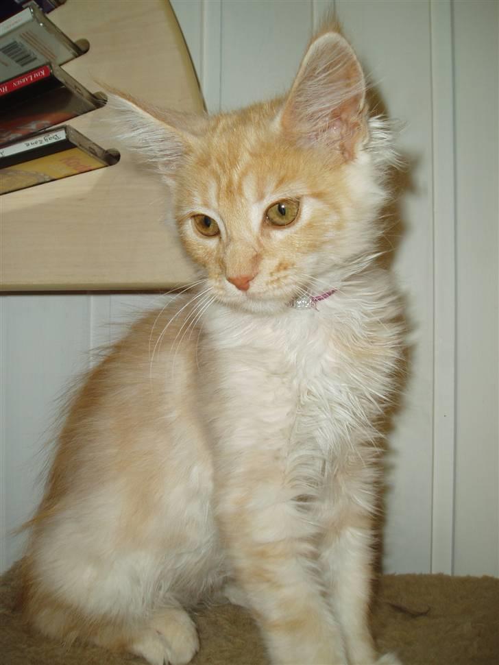 Maine Coon Cherie billede 4