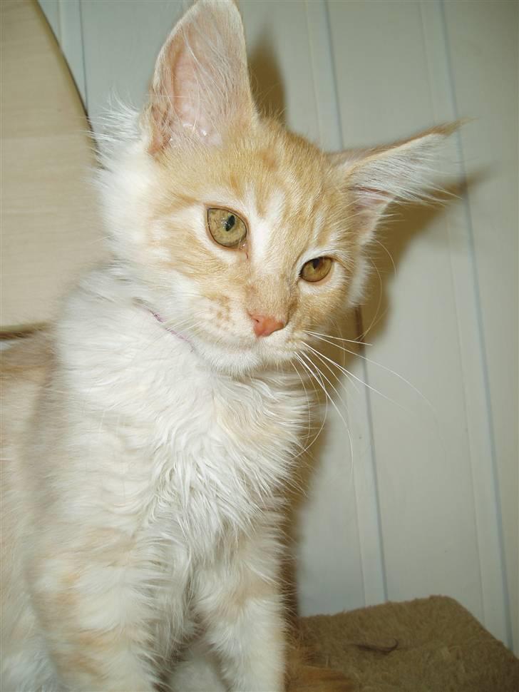 Maine Coon Cherie billede 5