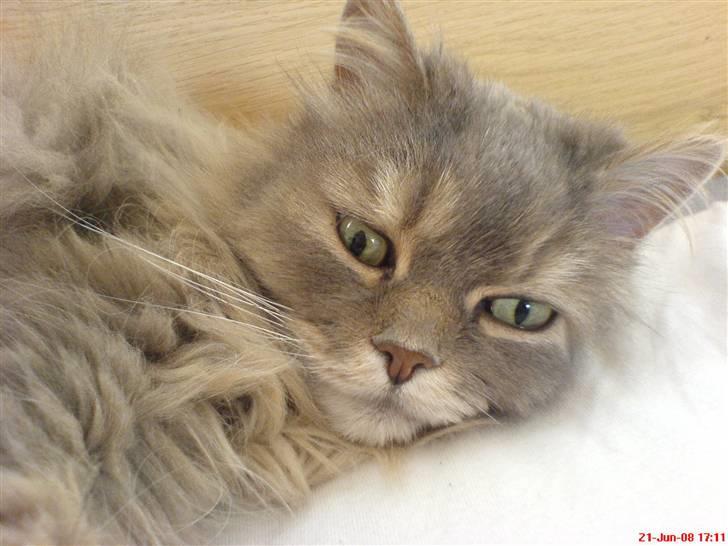 Blanding af racer Gizmo billede 2