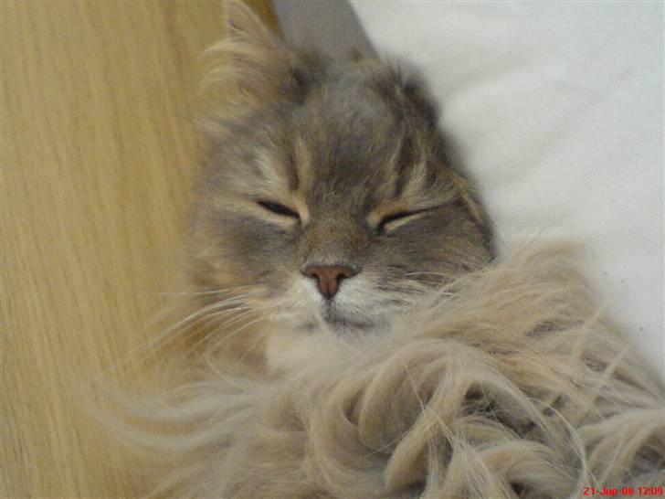 Blanding af racer Gizmo billede 3