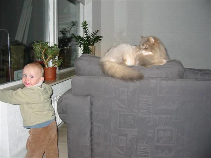 Blanding af racer Gizmo billede 4