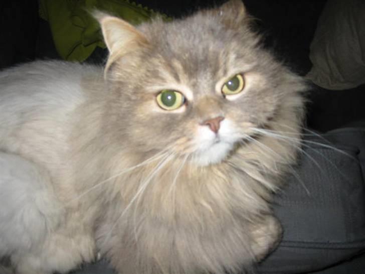 Blanding af racer Gizmo billede 5