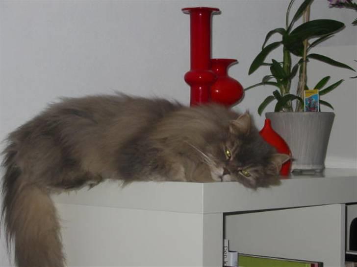 Blanding af racer Gizmo billede 6