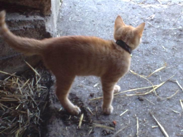 Huskat garfield 2 billede 15