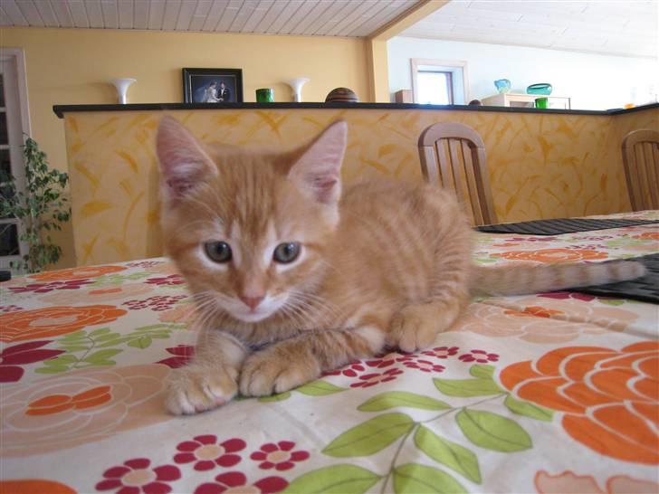 Huskat pivs billede 1