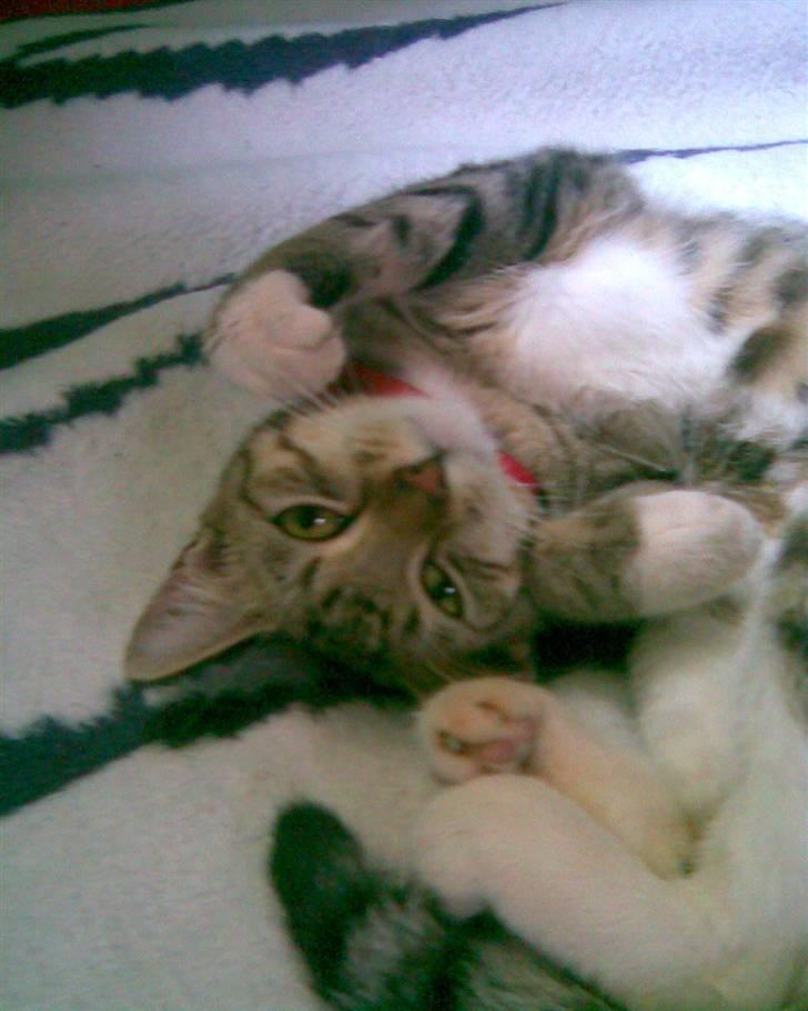 Huskat Princess - Jeg kan godt lide at rulle rundt  billede 1