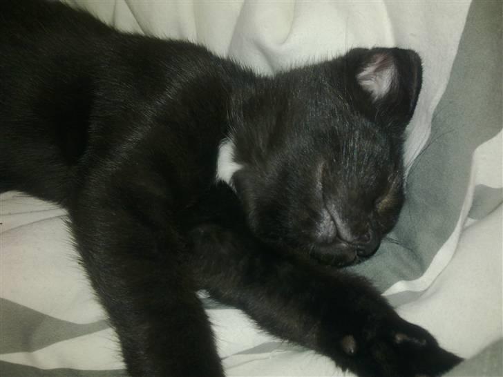 Huskat Kovu - Ligger og sover i den dejlige dyne  billede 1