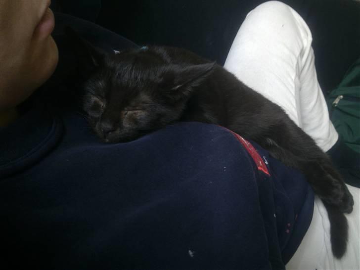 Huskat Kovu - Godt med en lille lur i mors arme billede 2