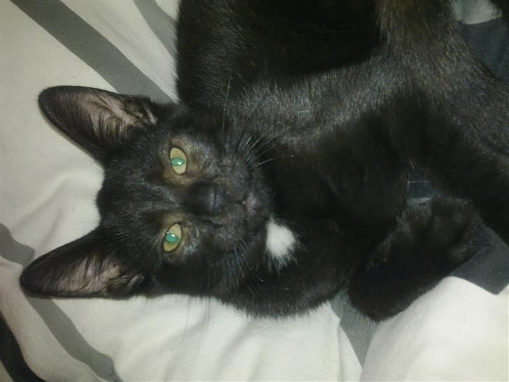 Huskat Kovu - Hej mor billede 3