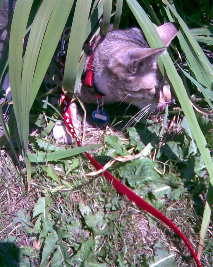 Huskat Princess - Jeg er ude og gå tur i en dejlig have billede 2